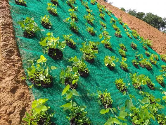 hydro seeding re vegetation method